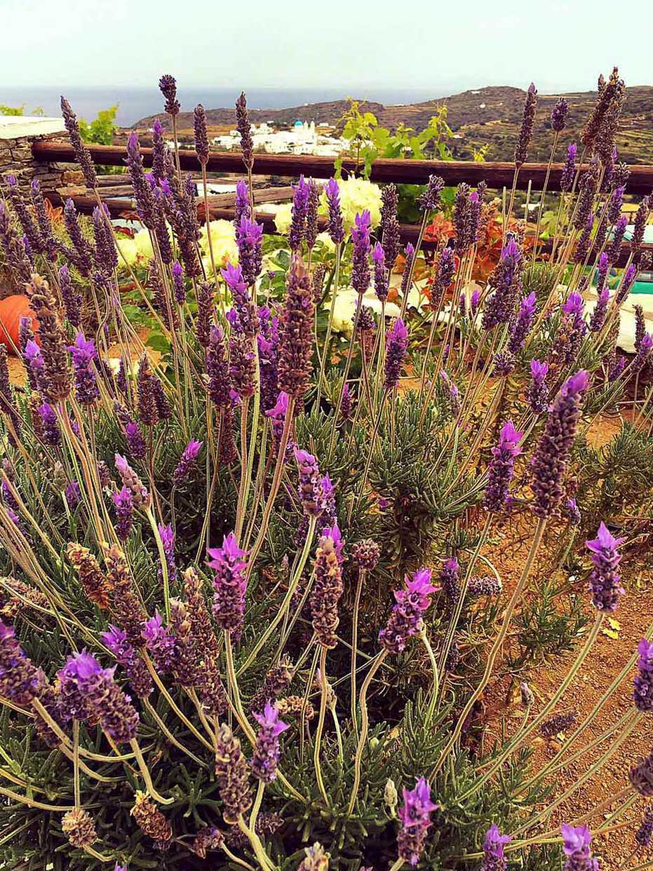 Ανθισμένη λεβάντα στον κήπο